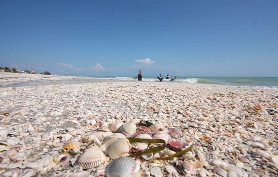 sanibel seashells