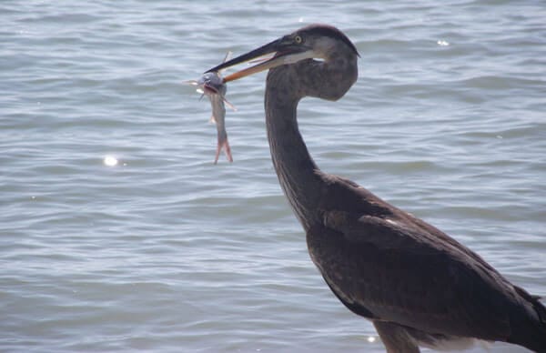 Great Blue Heron Fishing