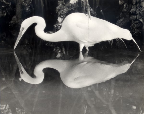 Sanibel Island Birding