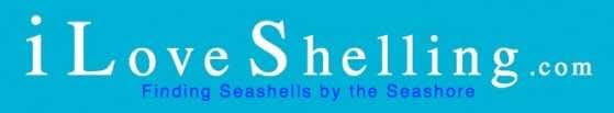 iloveshelling.com