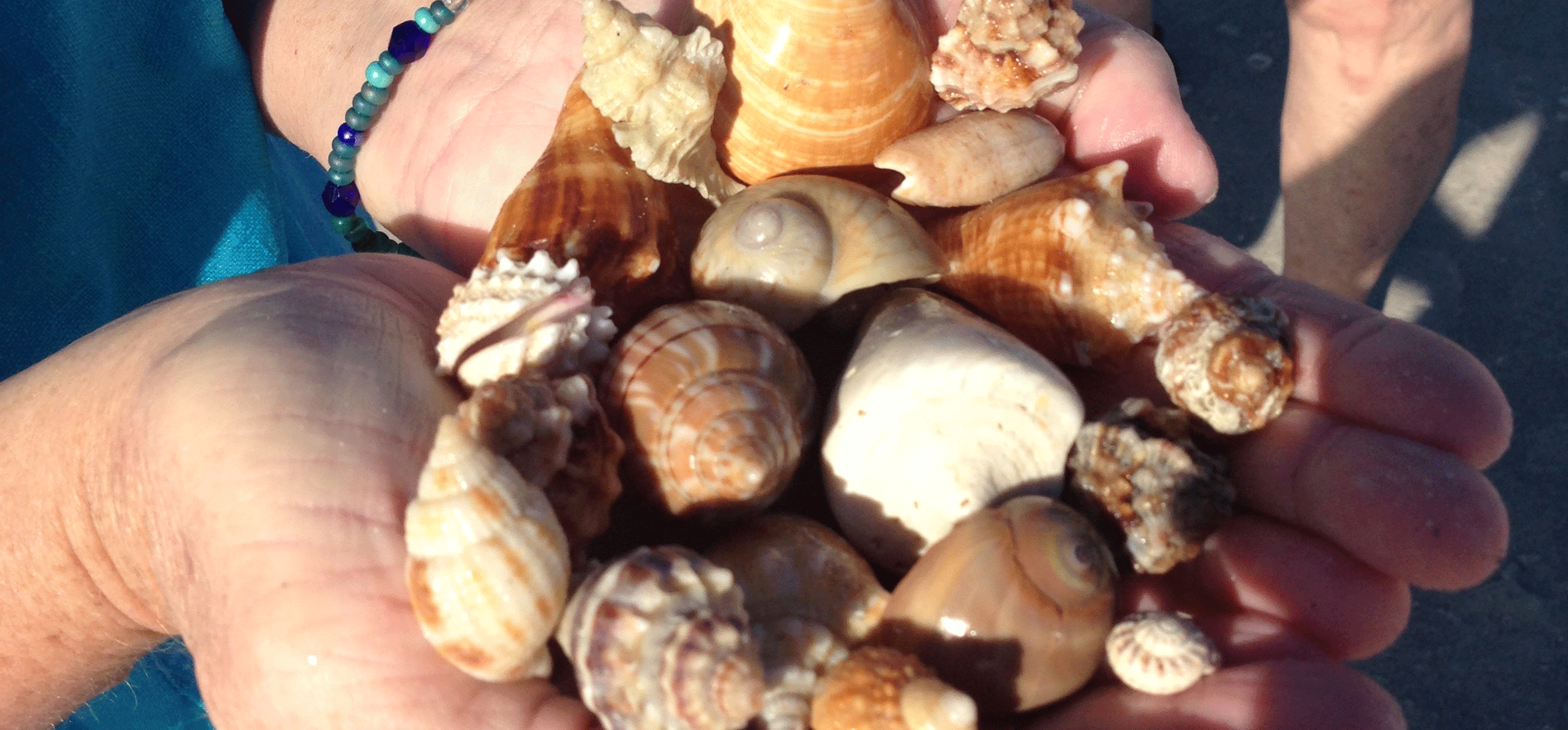 sanibel shells