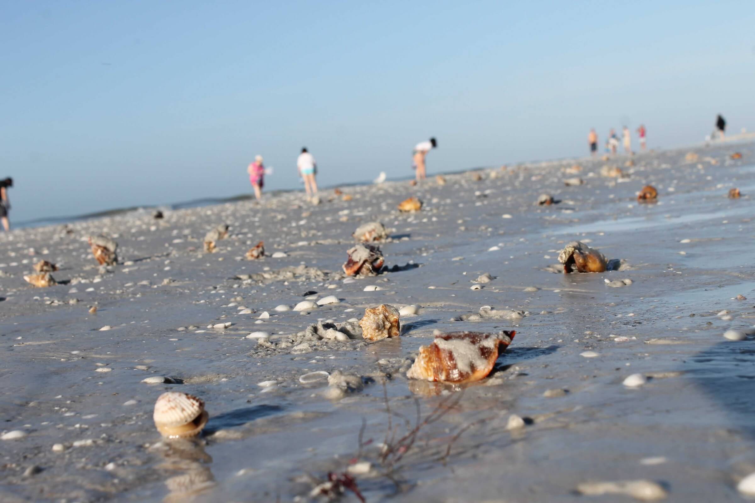 Island Inn Sanibel Shelling