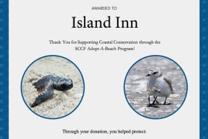 Turtles at the Island Inn