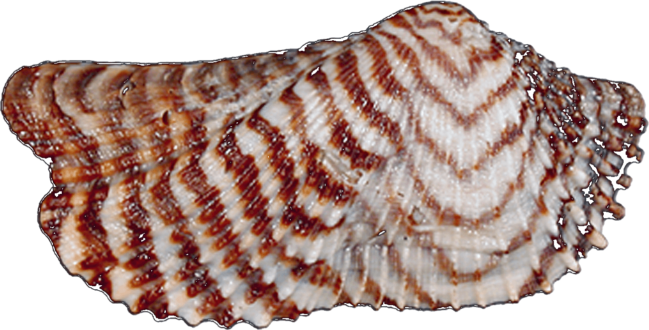 Sanibel Thanksgiving