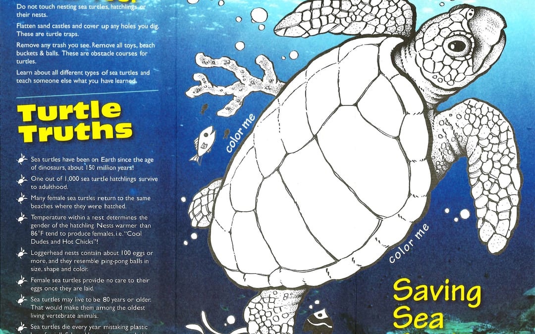 Sanibel & Captiva Beaches Serve as Nursery for Florida’s Sea Turtles