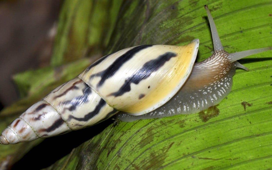 The Bailey-Matthews Shell Museum Photography Competition
