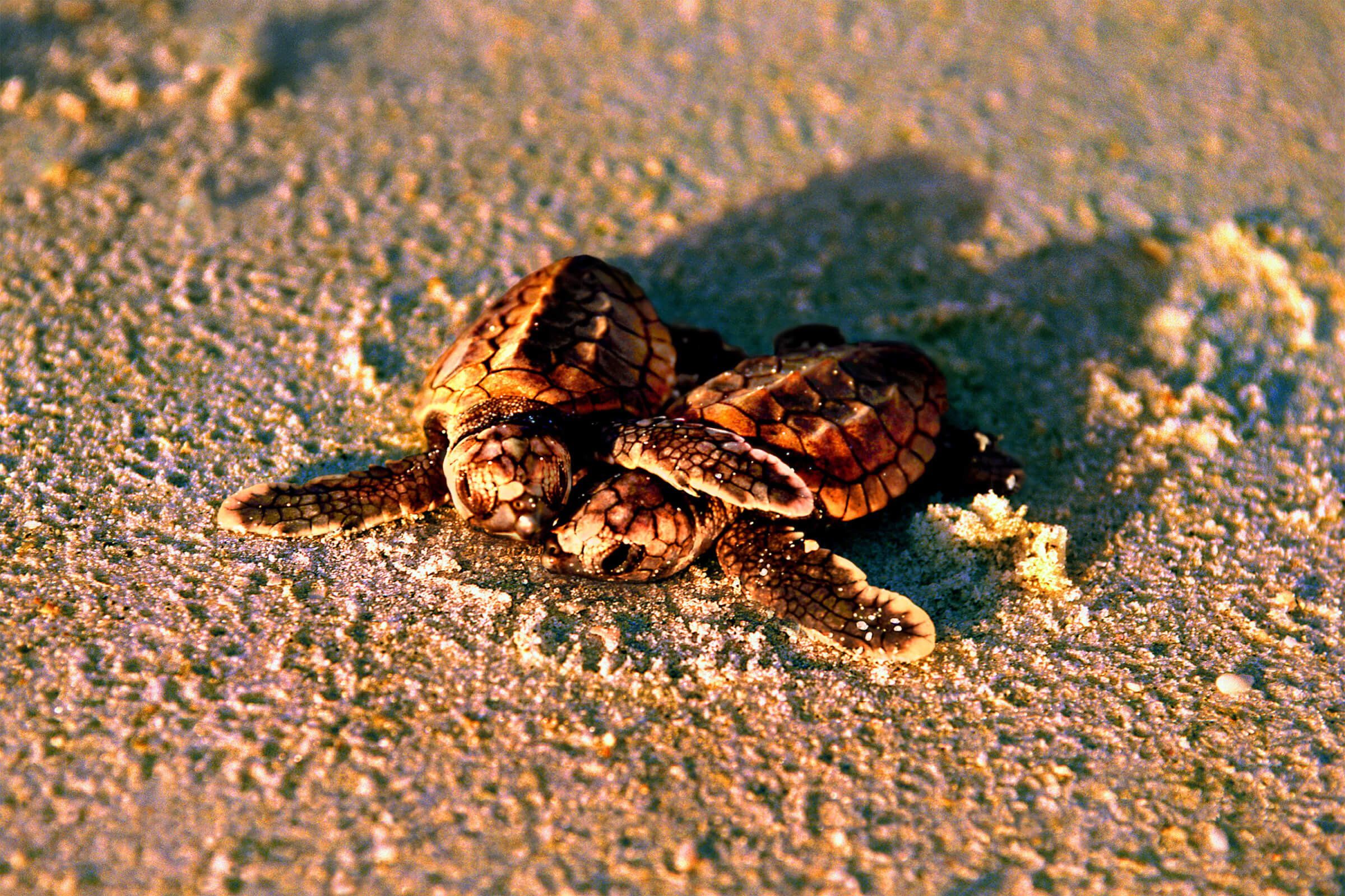 Sanibel Sea Turtles
