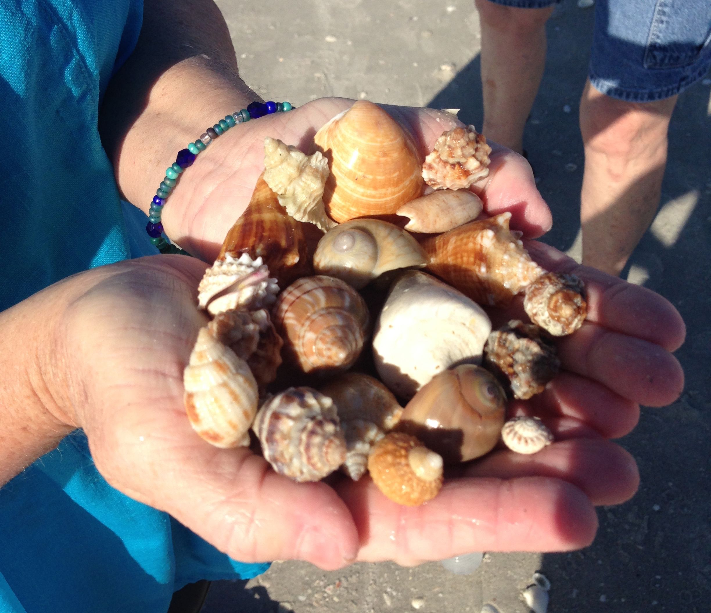Shells from Island Inn at Sanibel Island