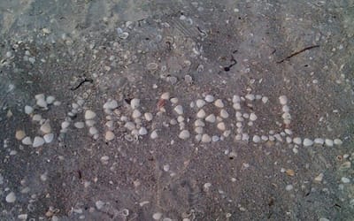 Sand Dollars