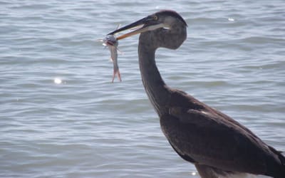 Great Blue Heron Fishing