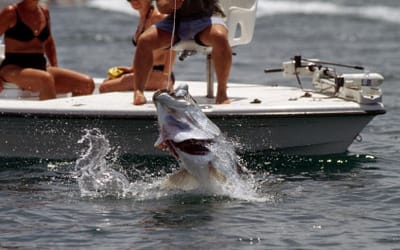 May & June Means Tarpon Fishing here on the Islands!