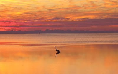 Trip Advisor Recognizes Island Inn for Excellent Lodging