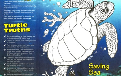 Sanibel & Captiva Beaches Serve as Nursery for Florida’s Sea Turtles