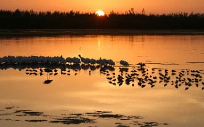 Refuge celebrates ‘Ding’ Darling Days October 16-22