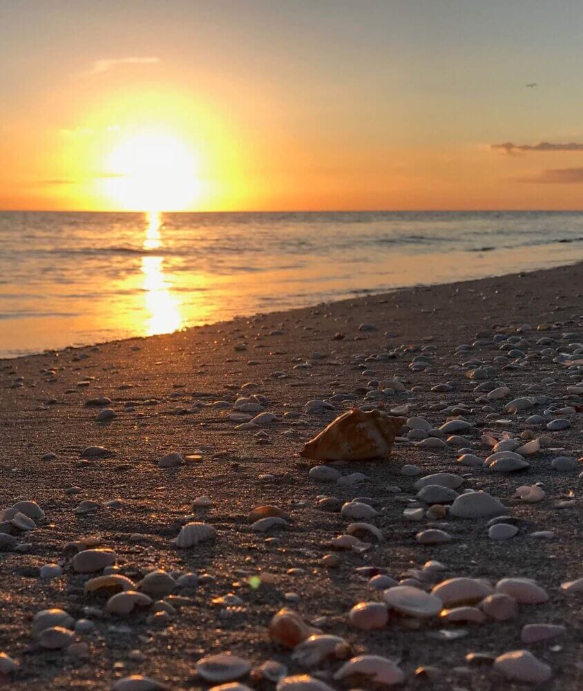 king's crown shell at sunset on sanibel