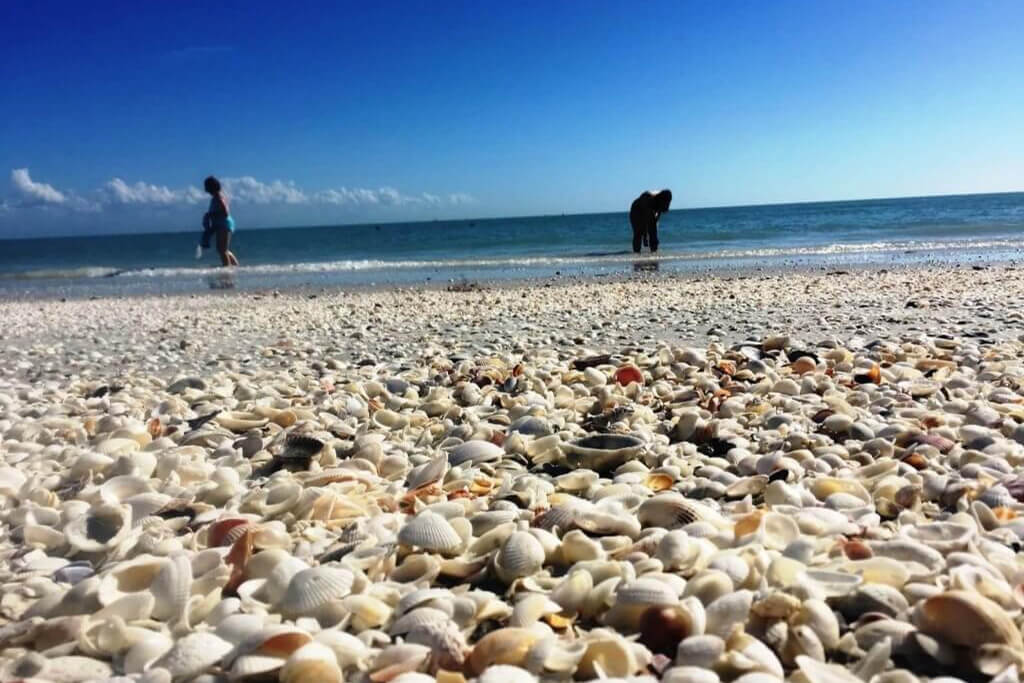 Sanibel Island Shelling | Island Inn Sanibel