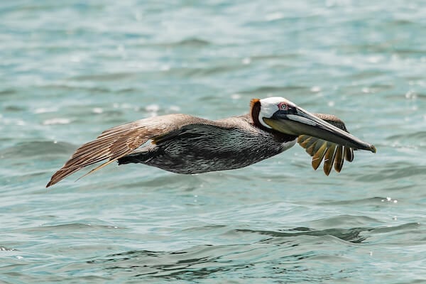 pelican over water