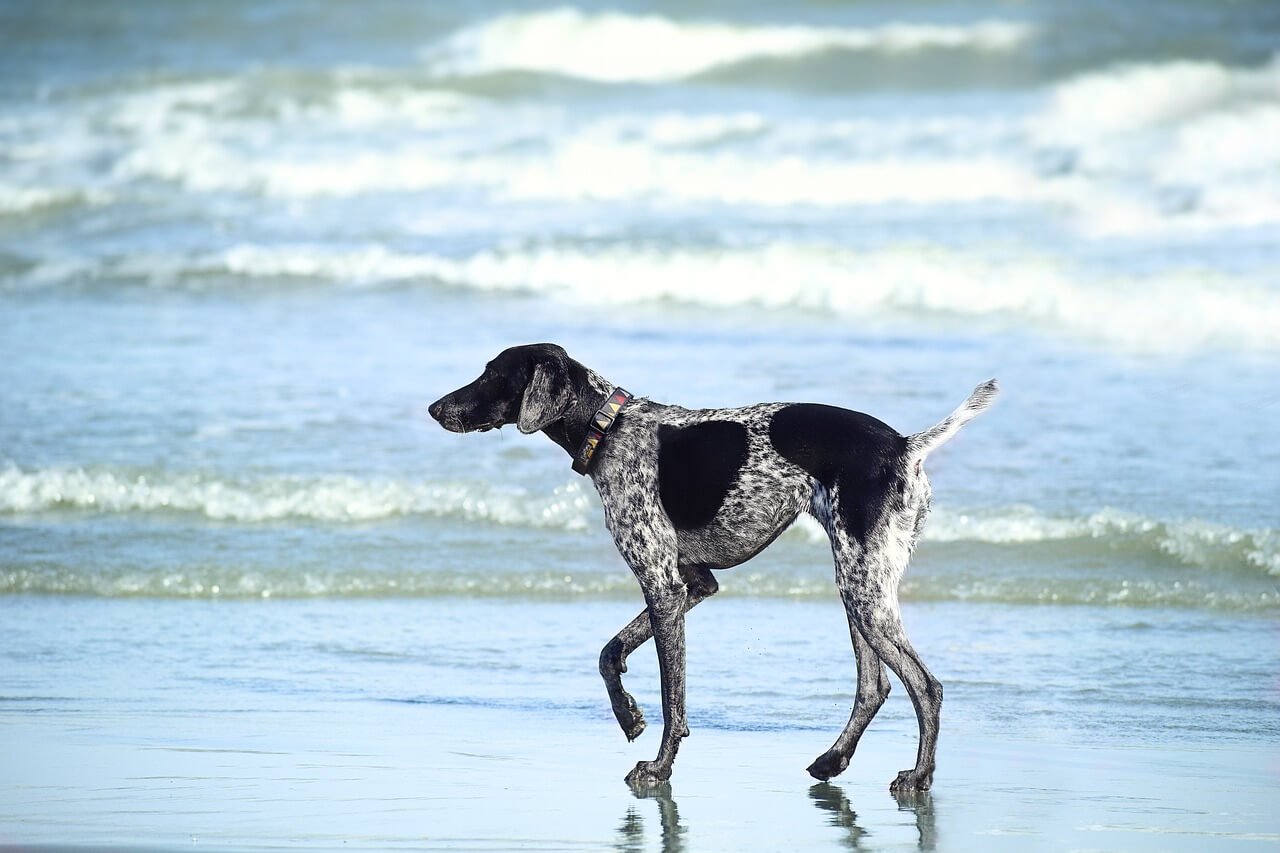 Dog on Beach | Where to Stay: Pet-Friendly Hotels on Sanibel Island
