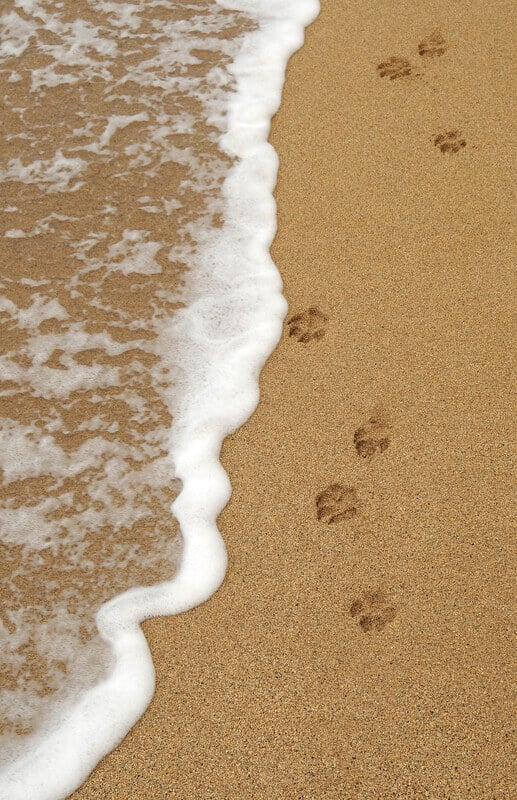 Pet Paw Prints on Sandy Beach | Cat and Dog on Hotel Room Bed | Dog on Beach | Where to Stay: Pet-Friendly Hotels on Sanibel Island