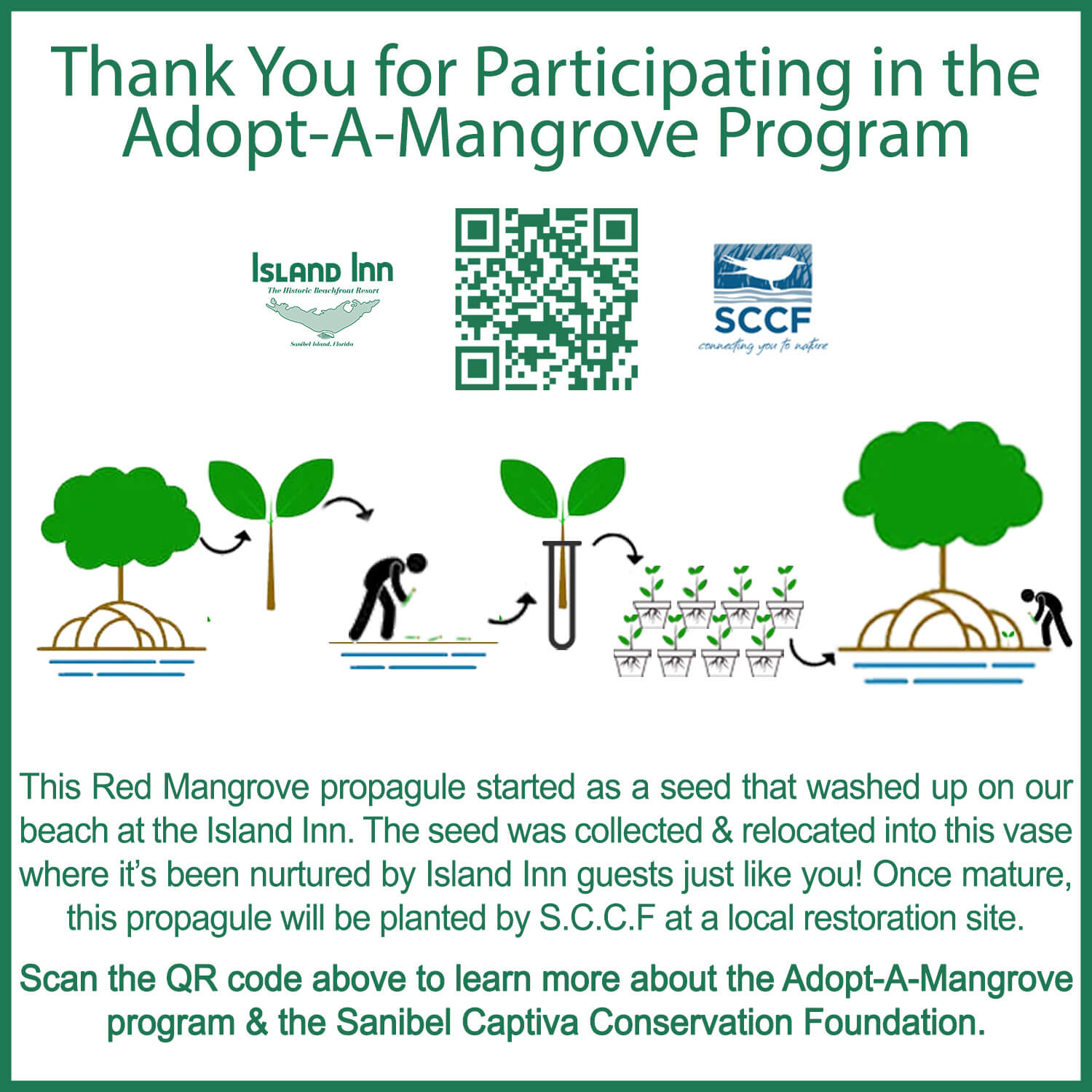 sccf adopt a mangrove