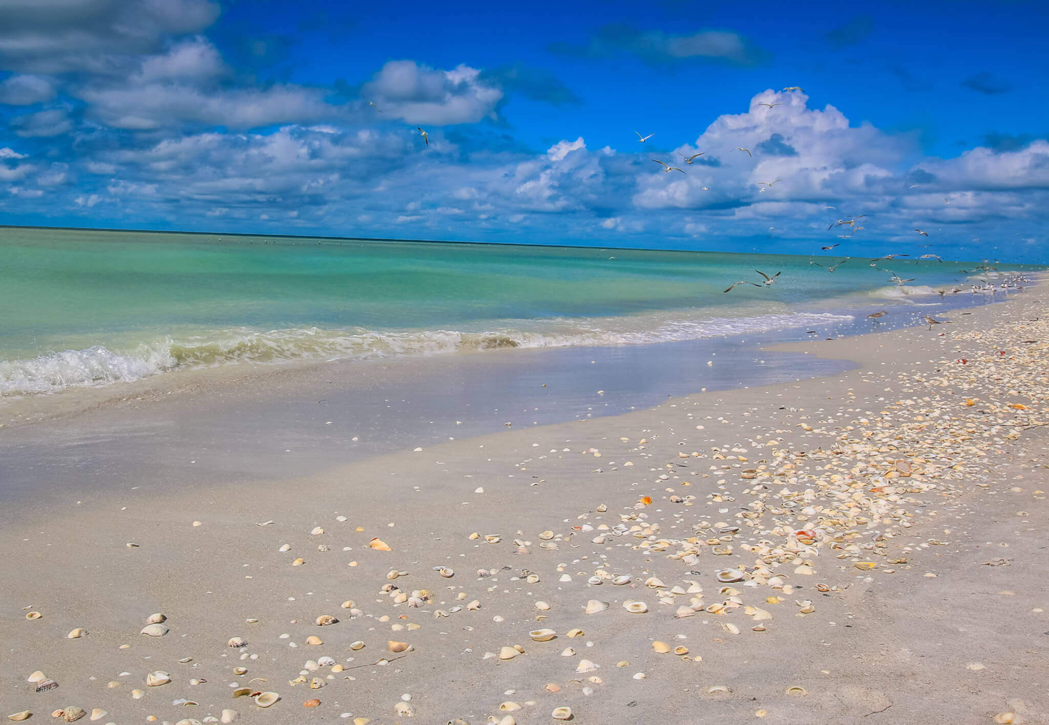 sanibel island beach and shells