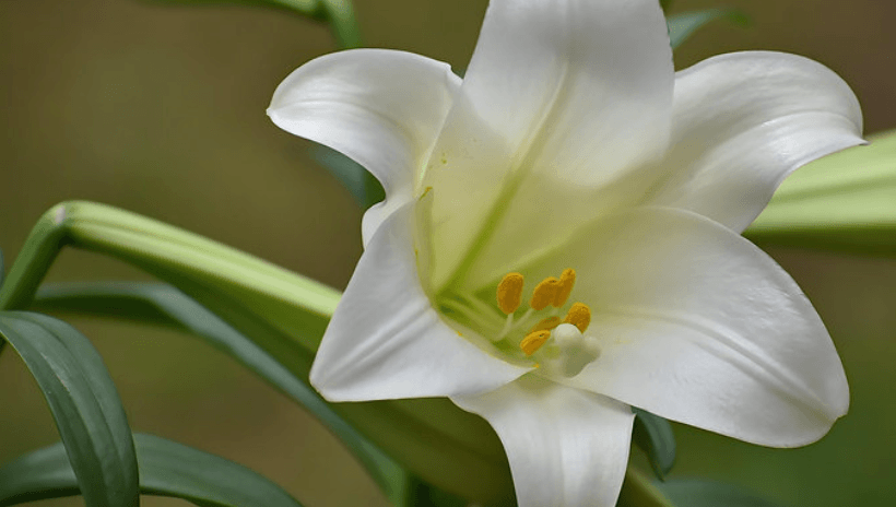 easter lily
